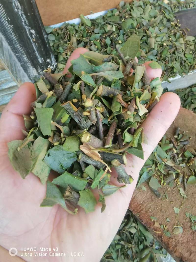 【包邮】松树寄生草量大从优保质保量对接全国