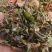 【包邮】松树寄生草量大从优保质保量对接全国