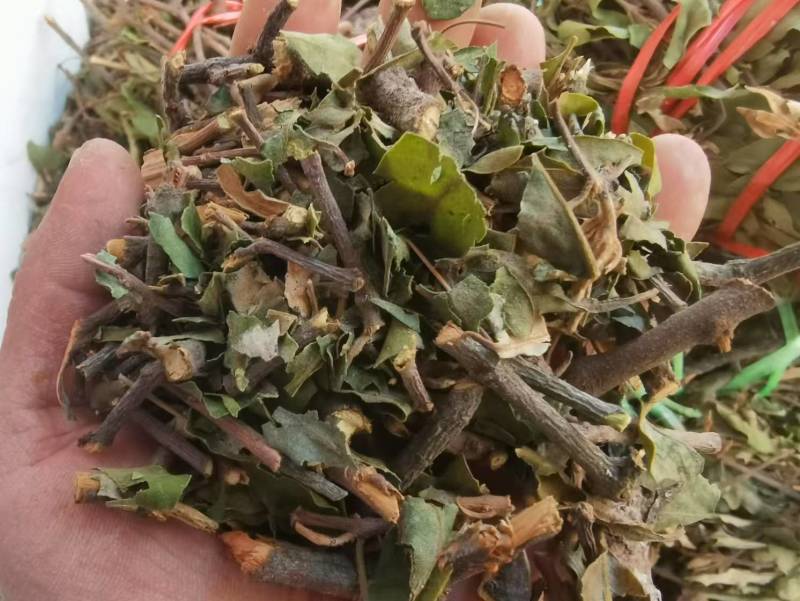 【包邮】松树寄生草量大从优保质保量对接全国