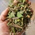 【包邮】松树寄生草量大从优保质保量对接全国