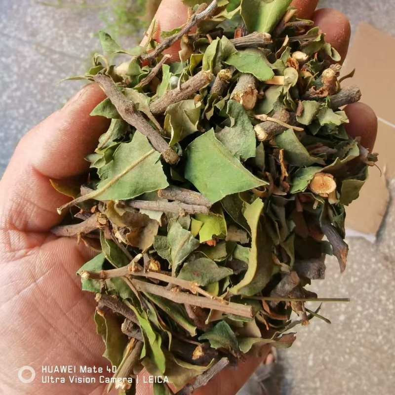 【包邮】松树寄生草量大从优保质保量对接全国