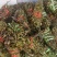 【包邮】松树寄生草量大从优保质保量对接全国