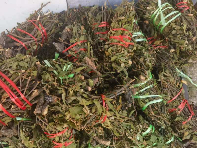 【包邮】松树寄生草量大从优保质保量对接全国