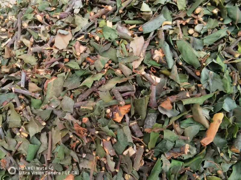 【包邮】松树寄生草量大从优保质保量对接全国