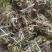 【包邮】松树寄生草量大从优保质保量对接全国