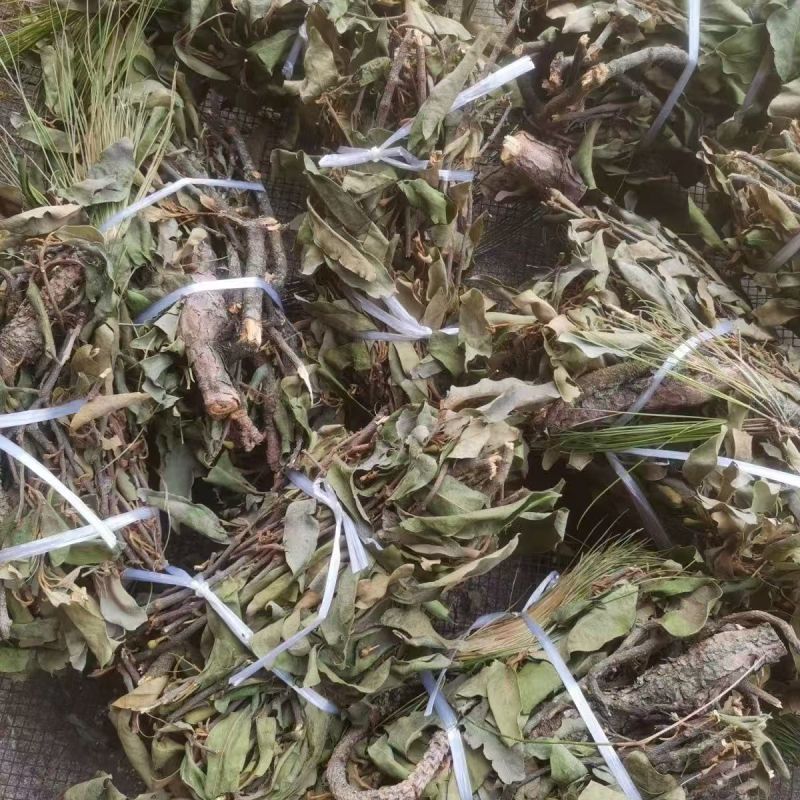 【包邮】松树寄生草量大从优保质保量对接全国