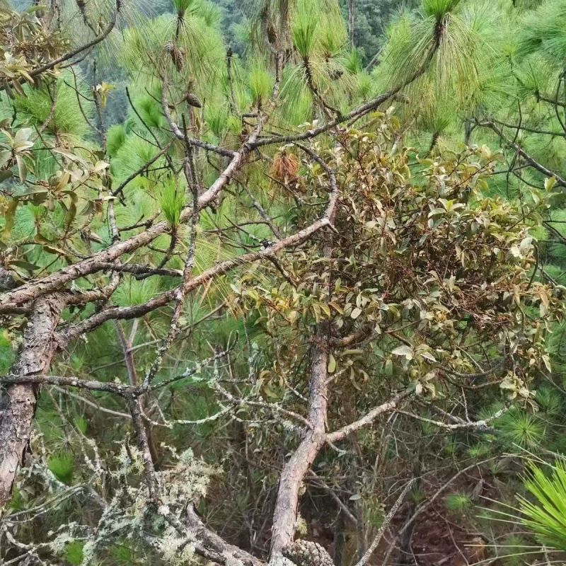 【包邮】松树寄生草量大从优保质保量对接全国