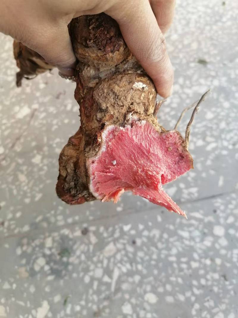 【包邮】正宗土茯苓一件代发对接全国售后无忧