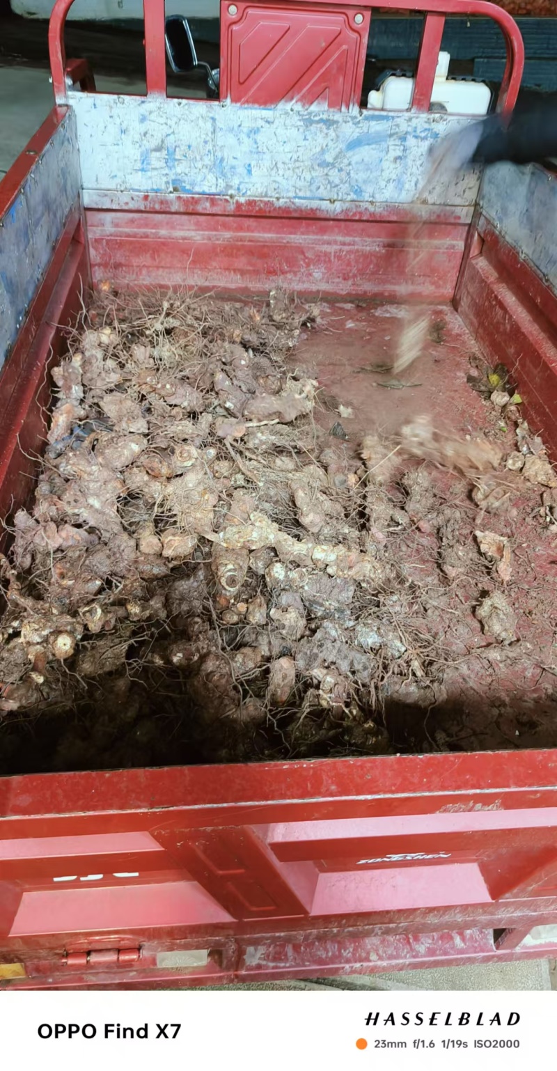 【包邮】正宗土茯苓一件代发对接全国售后无忧