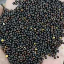 内蒙古呼伦贝尔油菜籽