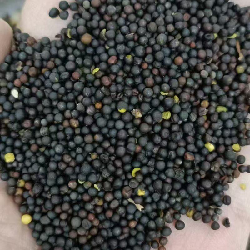 内蒙古呼伦贝尔油菜籽
