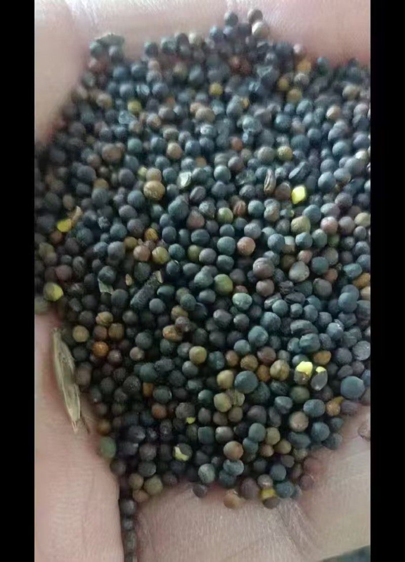 内蒙古呼伦贝尔油菜籽