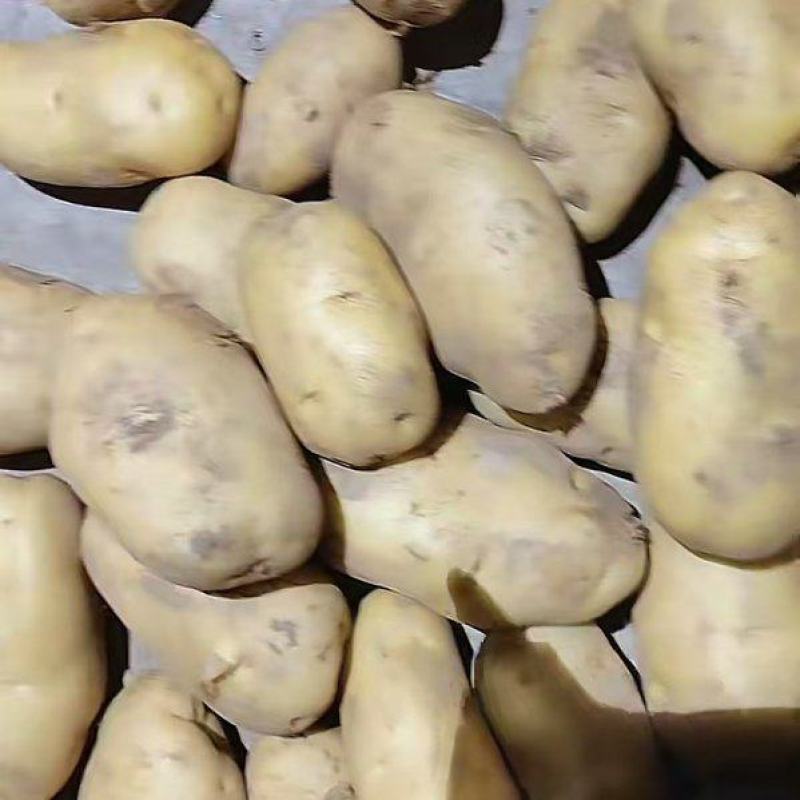 山东精品土豆大量有货，欢迎全国各地老板实地考察订购