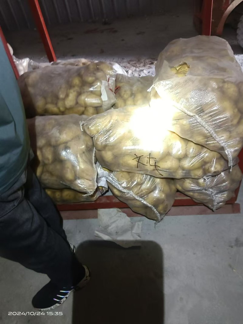 山东精品土豆大量有货，欢迎全国各地老板实地考察订购