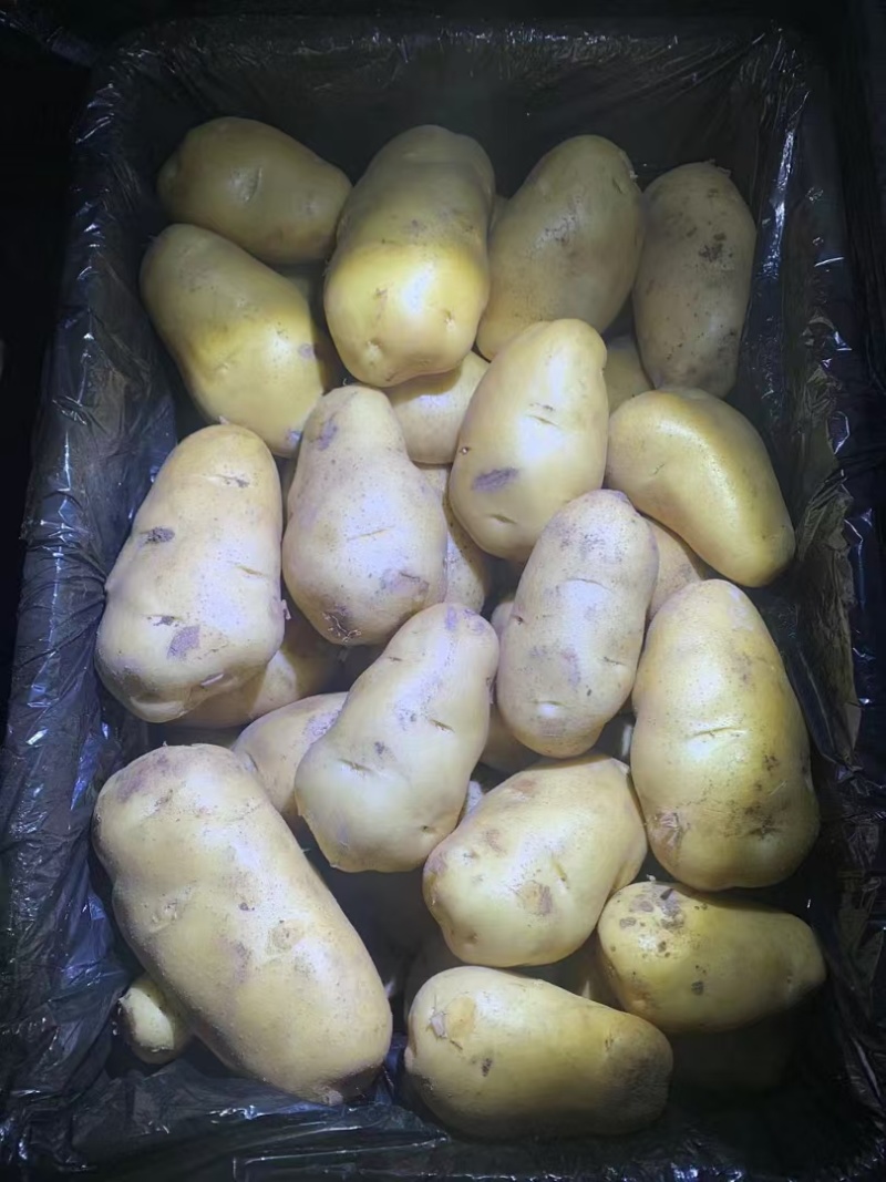 山东精品土豆大量有货，欢迎全国各地老板实地考察订购