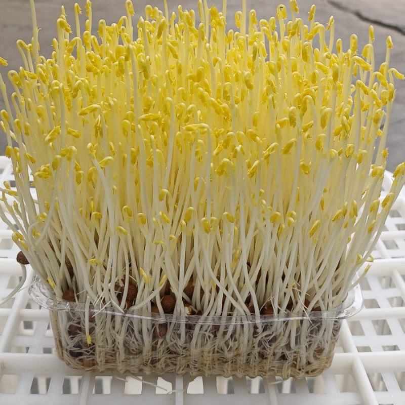 零添加碗豆苗包装