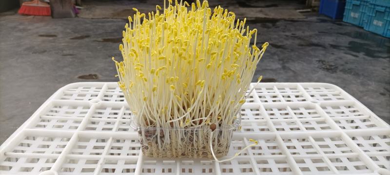 零添加碗豆苗包装