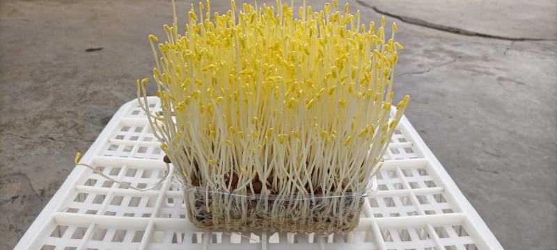 零添加碗豆苗包装