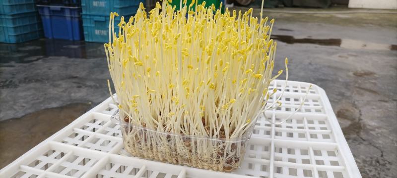 零添加碗豆苗包装