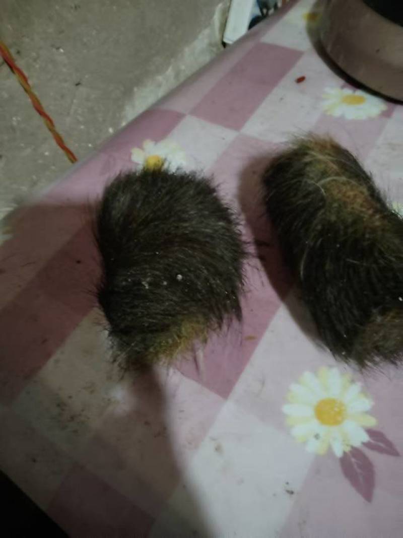 新鲜猪宝，健康美味，直供农场，快来选购！