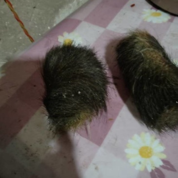 新鲜猪宝，健康美味，直供农场，快来选购！