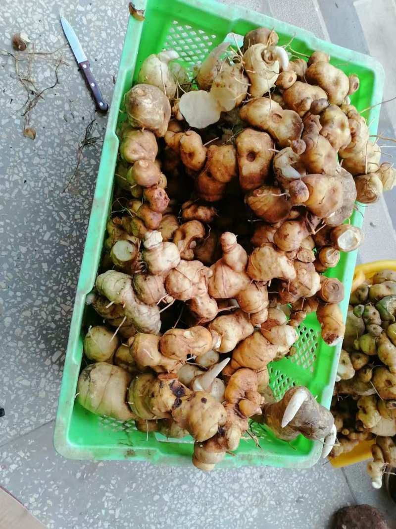 【包邮】云南原生态滇黄精马尾生批发多规格鸡头黄精