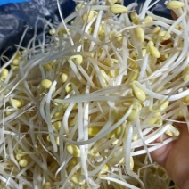 零添加井水黄豆芽厂家直发保质保量量大优惠视频看货