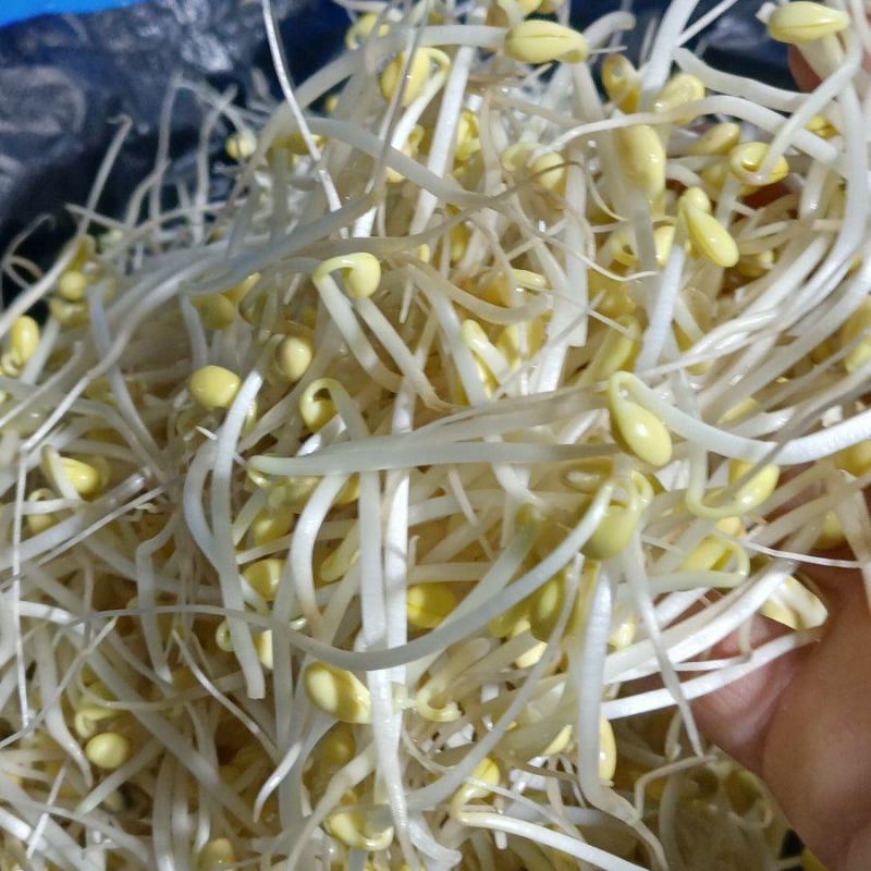 零添加井水黄豆芽厂家直发保质保量量大优惠视频看货