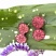 云南仙女野果红果参花青素**黄酮**