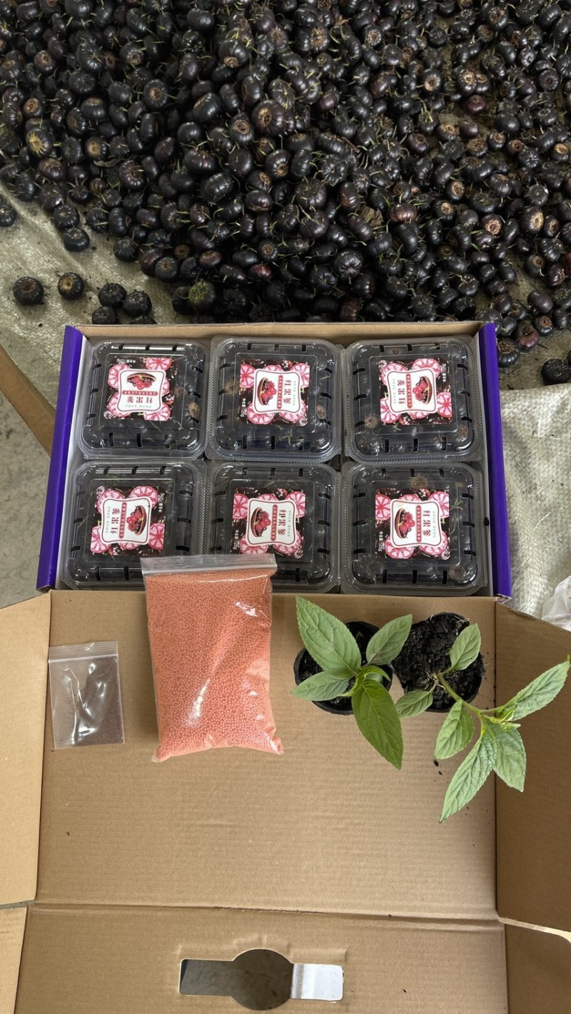 云南仙女野果红果参花青素**黄酮**