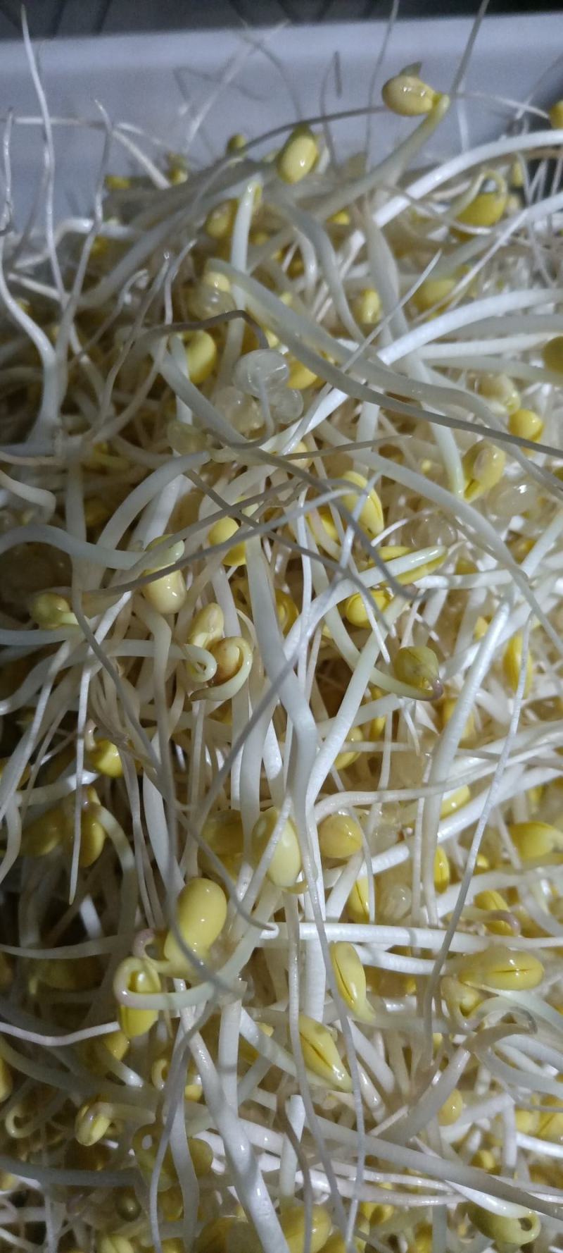 零添加井水黄豆芽厂家直发保质保量量大优惠视频看货