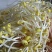 零添加井水黄豆芽厂家直发保质保量量大优惠视频看货