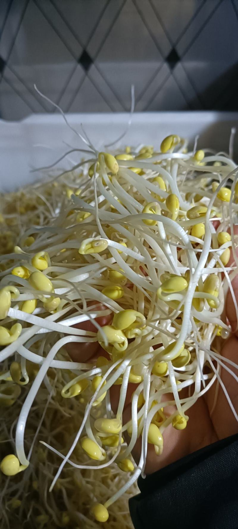 零添加井水黄豆芽厂家直发保质保量量大优惠视频看货