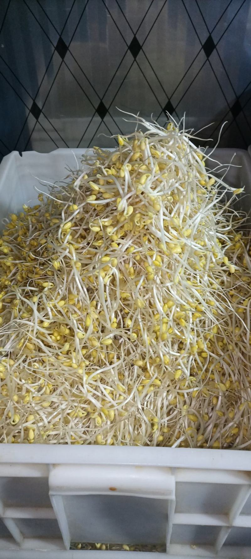 零添加井水黄豆芽厂家直发保质保量量大优惠视频看货