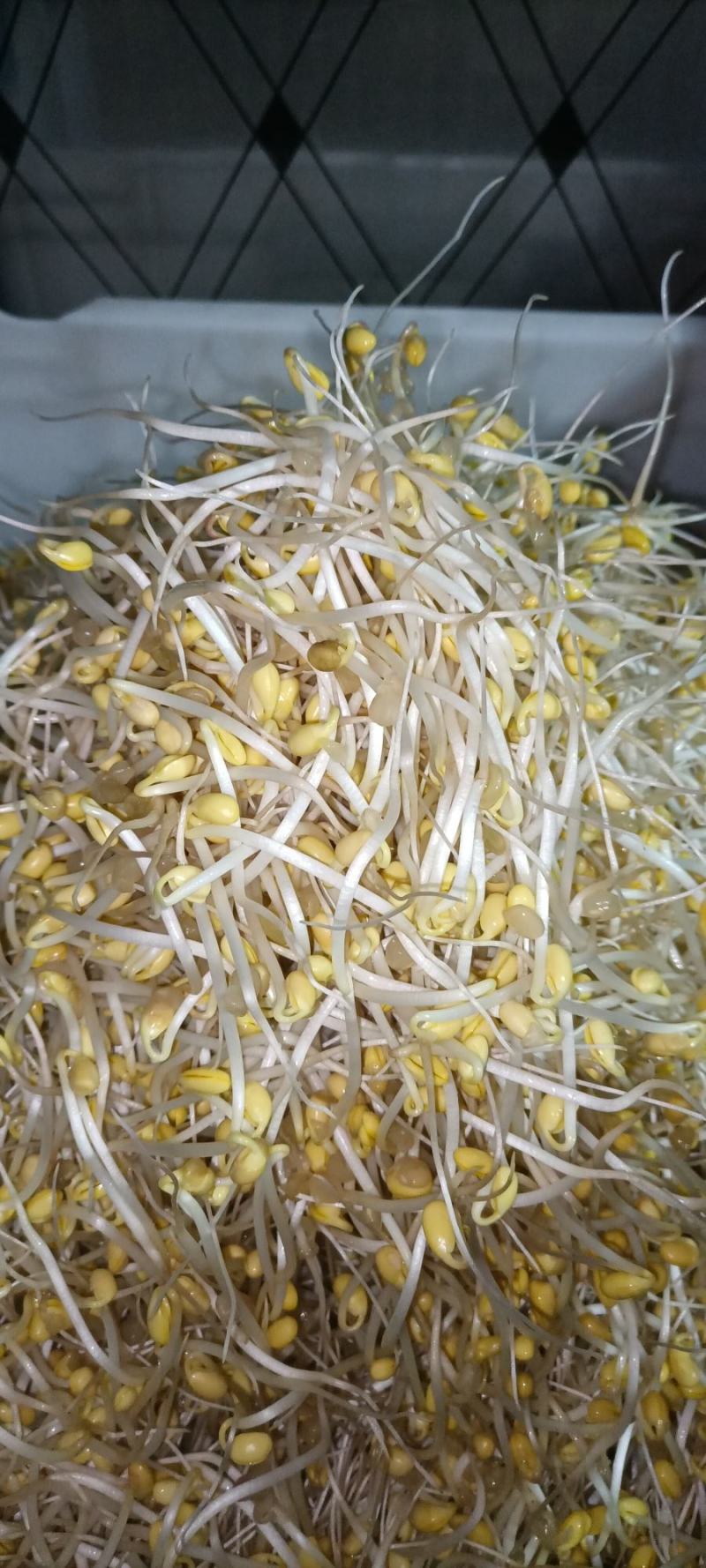 零添加井水黄豆芽厂家直发保质保量量大优惠视频看货