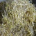 零添加井水黄豆芽厂家直发保质保量量大优惠视频看货