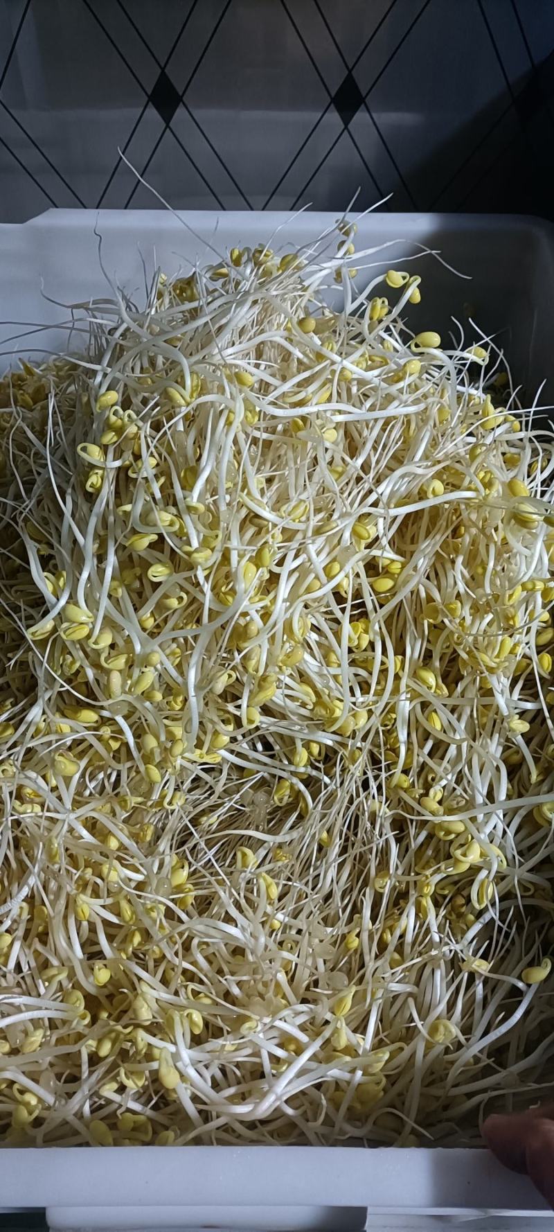 零添加井水黄豆芽厂家直发保质保量量大优惠视频看货