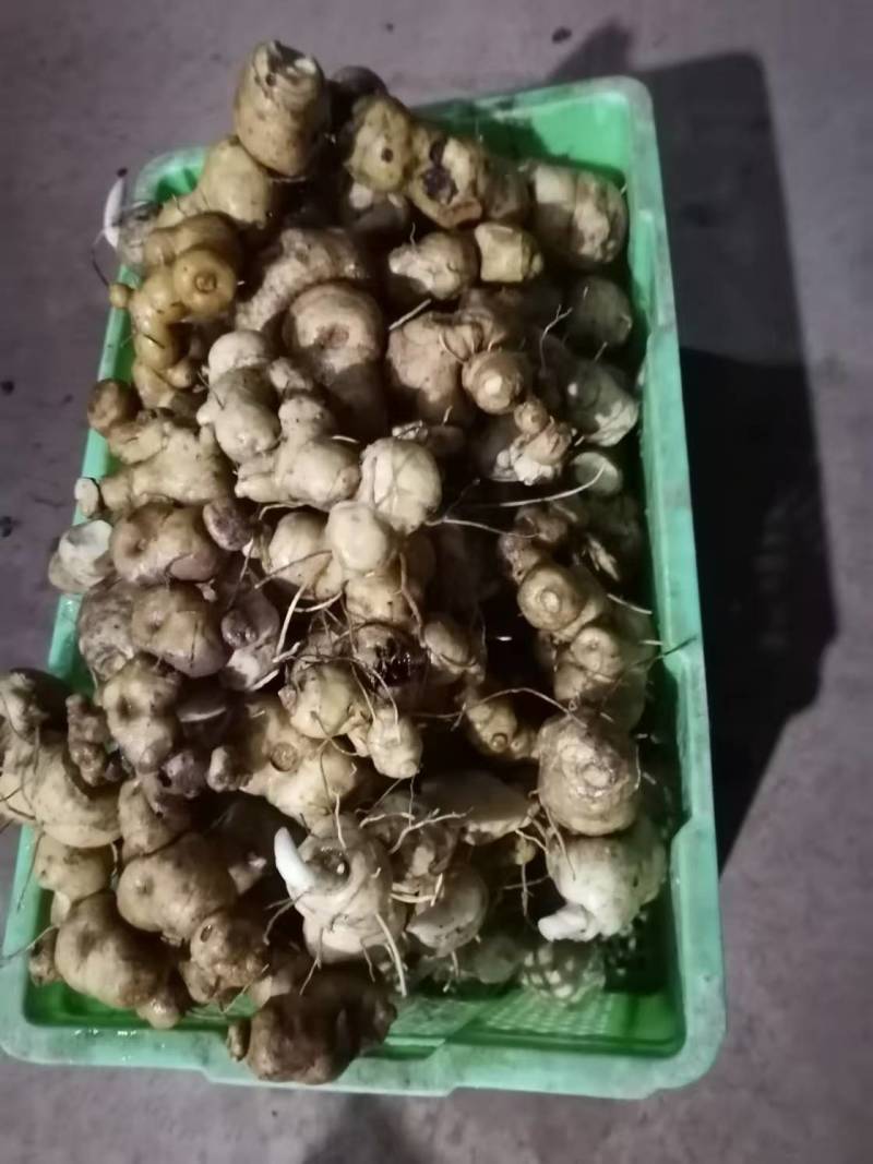【包邮】云南滇黄精一件代发保质保量对接全国售后无忧
