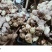 【包邮】云南滇黄精一件代发保质保量对接全国售后无忧
