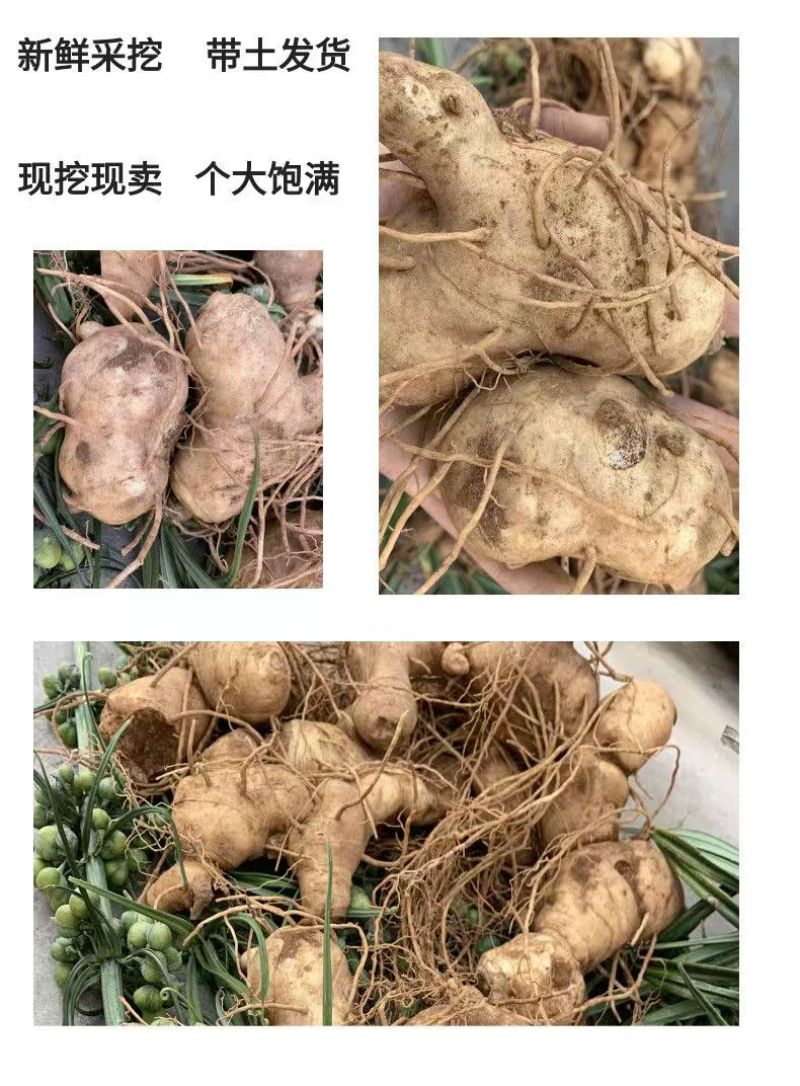 【包邮】云南滇黄精一件代发保质保量对接全国售后无忧