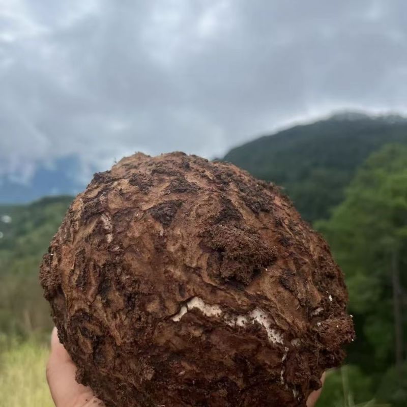 【包邮】云南茯苓白茯苓鲜新整个批个头大保质保量售后无忧