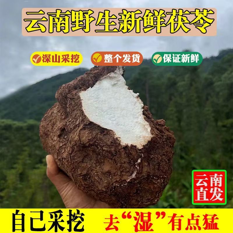 【包邮】云南茯苓白茯苓鲜新整个批个头大保质保量售后无忧