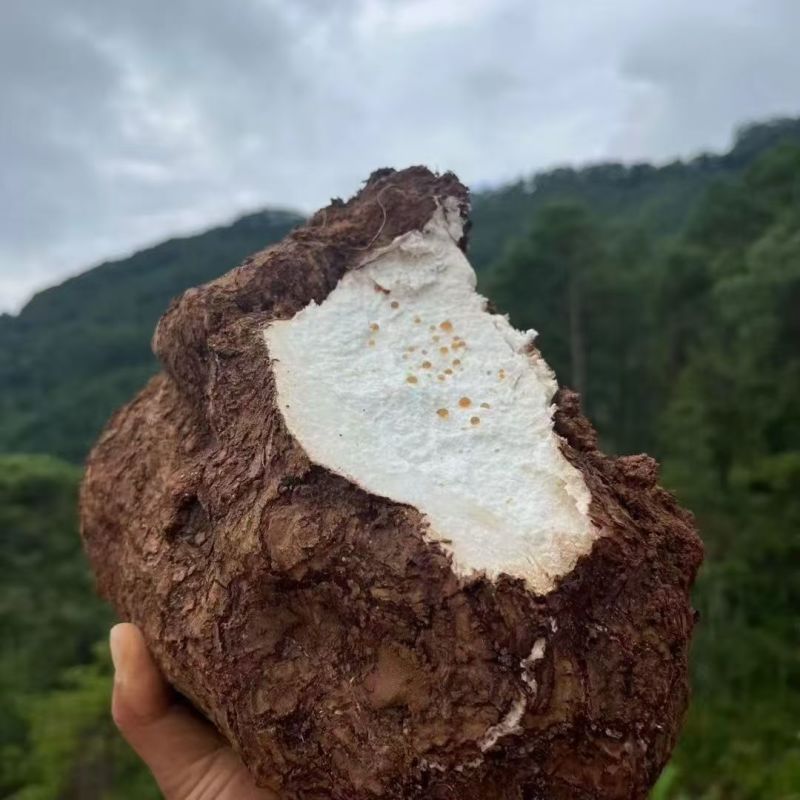 【包邮】云南茯苓白茯苓鲜新整个批个头大保质保量售后无忧