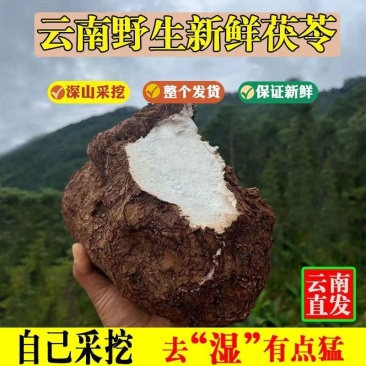 【包邮】云南茯苓白茯苓鲜新整个批个头大保质保量售后无忧