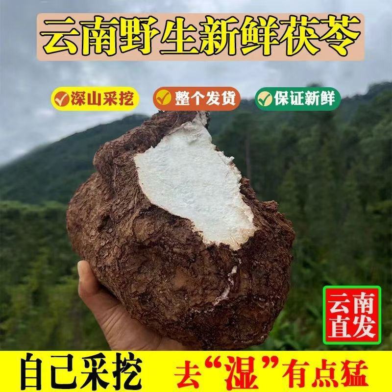 【包邮】云南茯苓白茯苓鲜新整个批个头大保质保量售后无忧