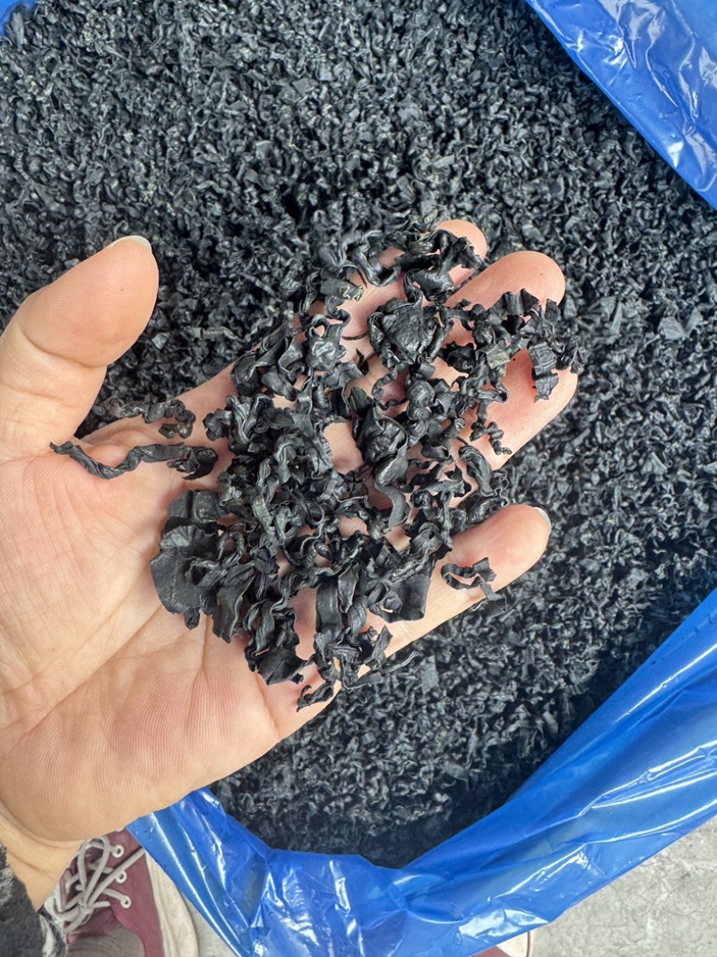 精品海藻螺旋藻海带芽大号**漂亮的货