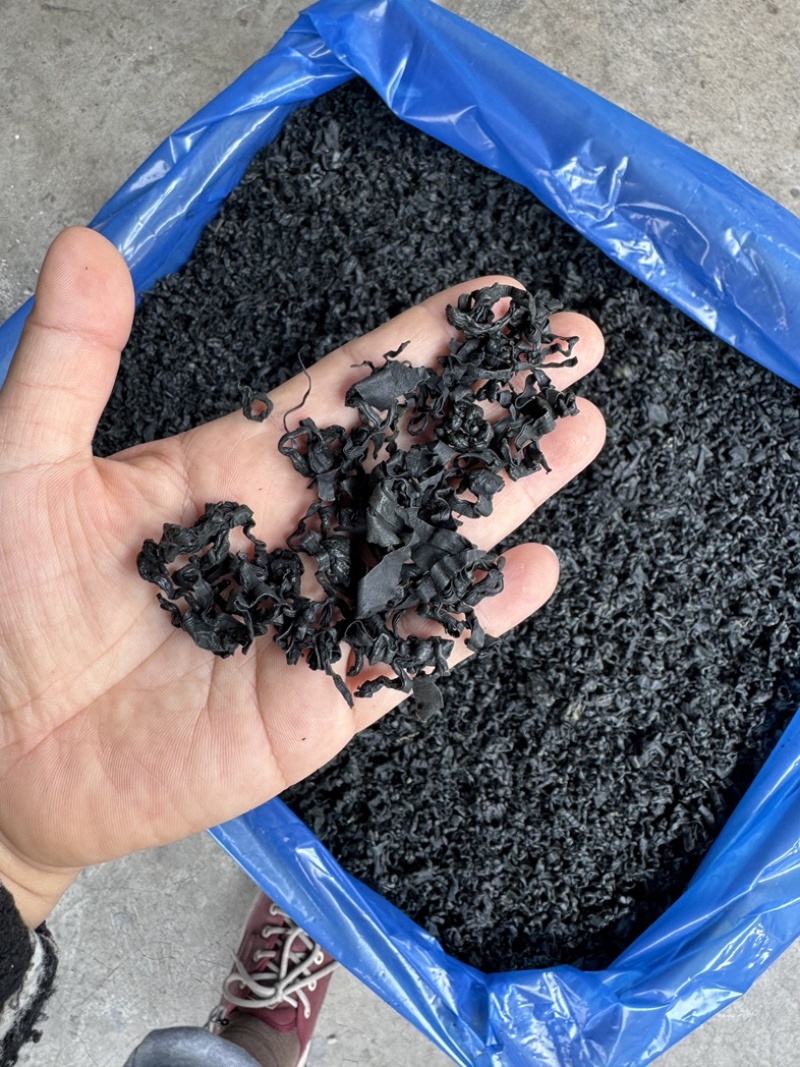 精品海藻螺旋藻海带芽大号**漂亮的货