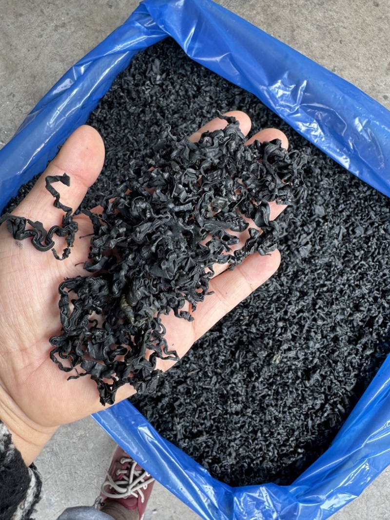 精品海藻螺旋藻海带芽大号**漂亮的货