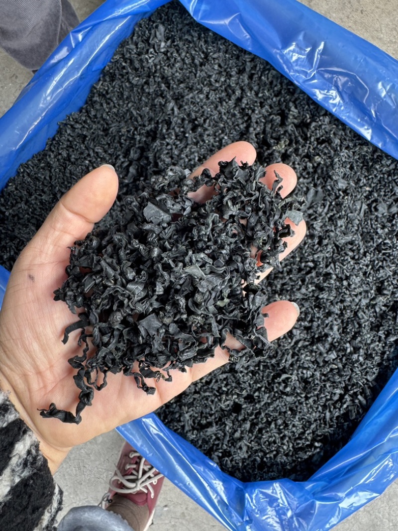精品海藻螺旋藻海带芽大号**漂亮的货