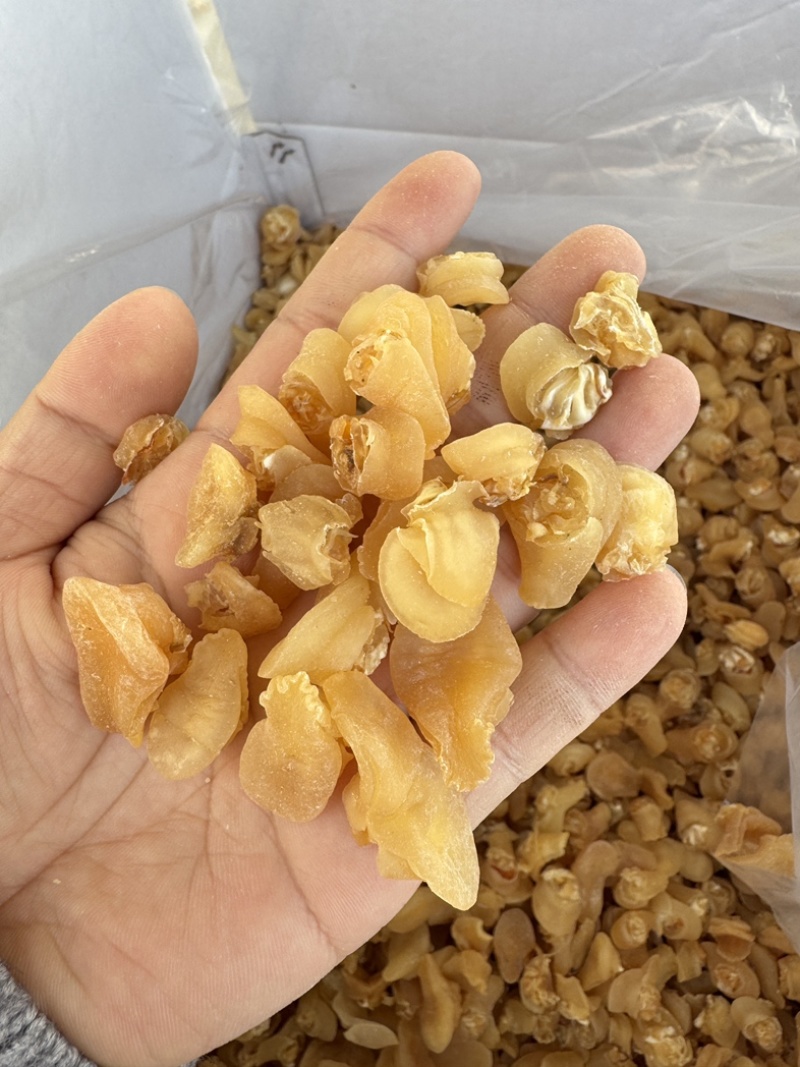 珍珠鲍螺海螺干海螺肉海鲜干货批发